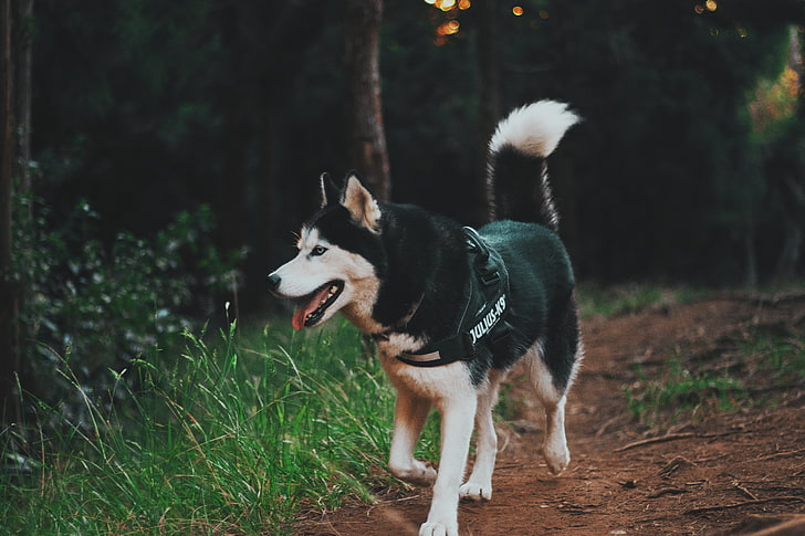 selective focus photography of black and white Siberian Husky walking beside green grass during daytime