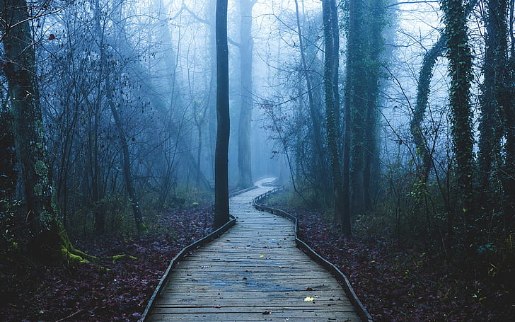 Footpath, trees, forest, fog, dawn