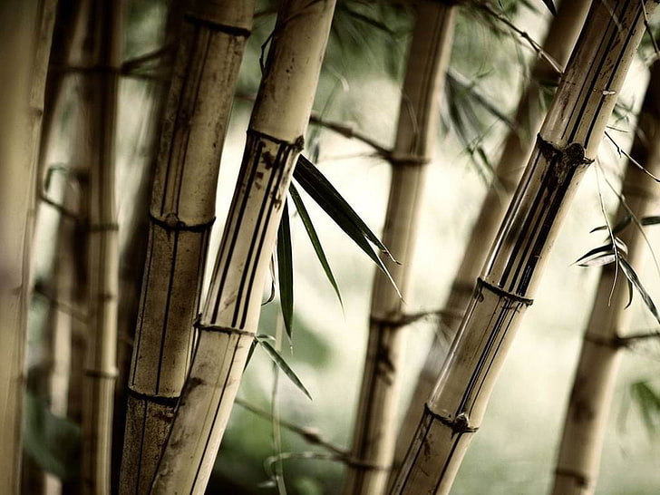 brown bamboo plants, nature, trees, bamboo - plant, no people, HD wallpaper