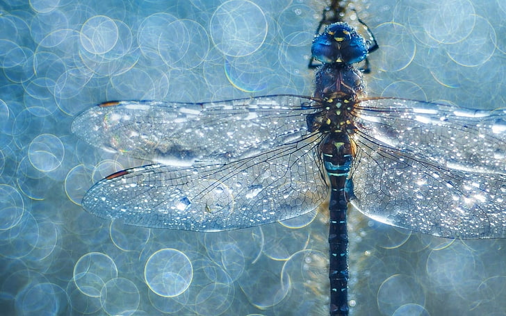 HD wallpaper: Dragonfly, libelula, vara, water, bokeh, macro, summer,  insect | Wallpaper Flare