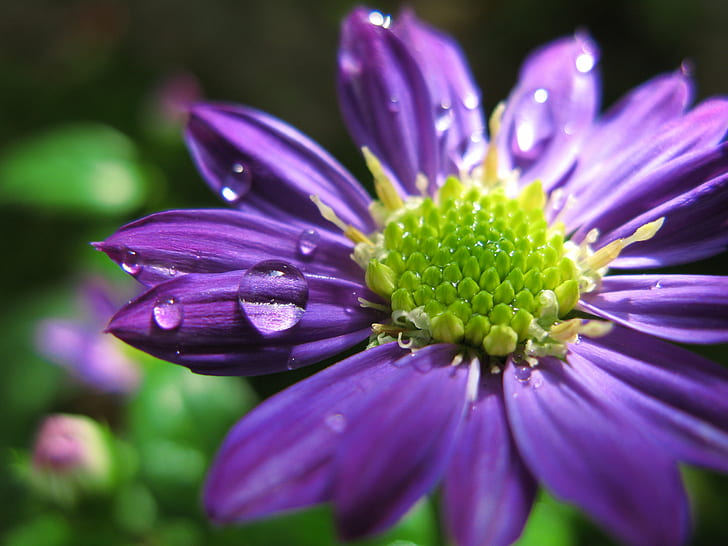 shallow focus photography of water drops on purple flower, 東菊