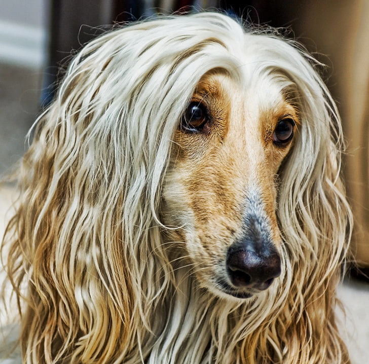 Afghan Dog, adult long-coated tan dachshund, Animals, Pets, Portrait, HD wallpaper