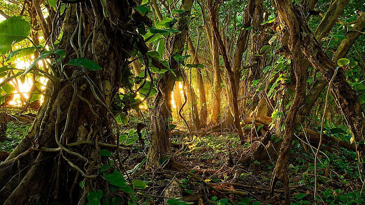 vegetation, forest, rainforest, tree, jungle, woodland, sunlight, HD wallpaper