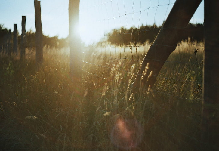 photography, nature, sunset, field, fence, plant, grass, sky