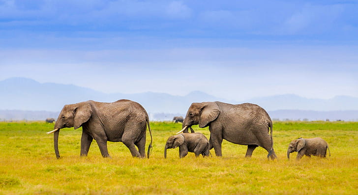 Elephant family 1080P, 2K, 4K, 5K HD wallpapers free download | Wallpaper  Flare