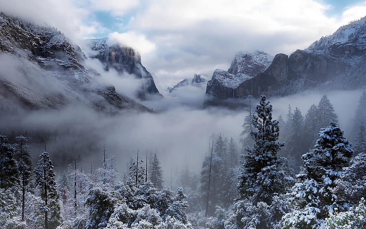 Yosemite National Park, USA, California, trees, mountains, winter, snow, fog, grasycale photo of forest, HD wallpaper