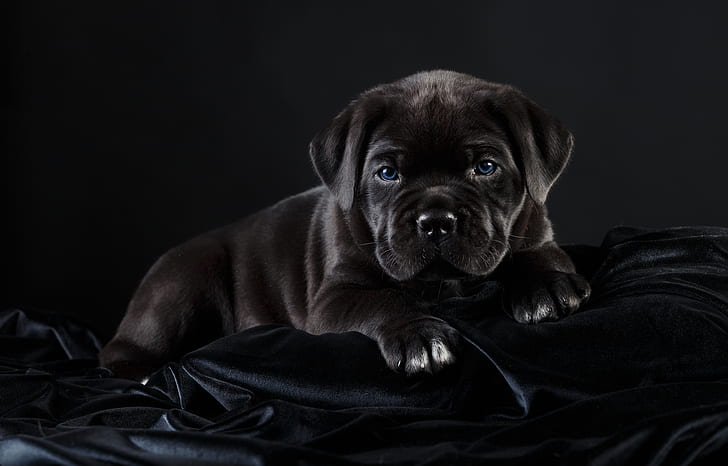 black, puppy, handsome, cane Corso, HD wallpaper