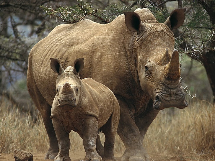 two brown rhinos, grass, trees, couple, walk, woods, animal, wildlife