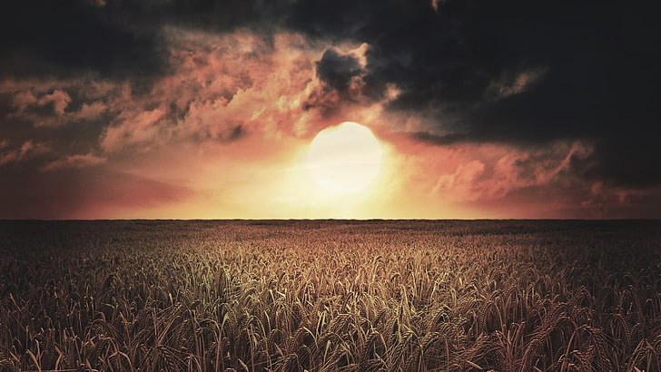 wheat grass, landscape, sky, Sun, clouds, field, cloud - sky, HD wallpaper