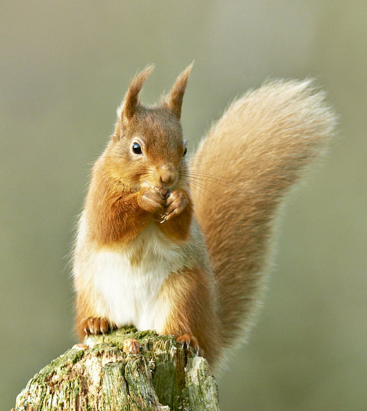 brown squirrel animal, red squirrel, red squirrel, cairngorms