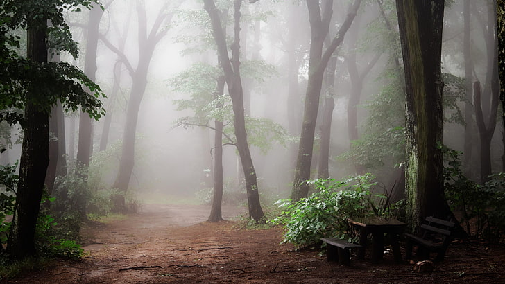 twilight, misty, pathway, forest