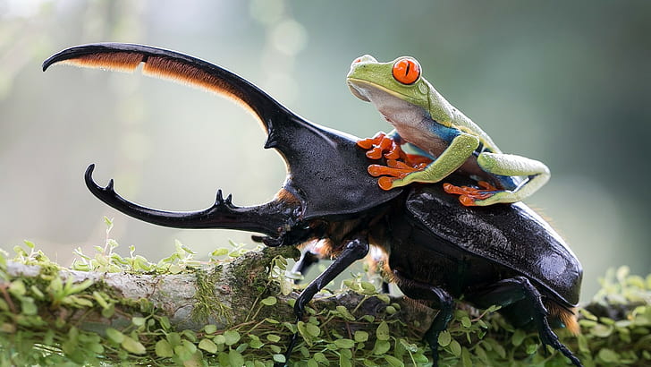 beetles, Red-Eyed Tree Frogs, insect, animals, nature, amphibian, HD wallpaper