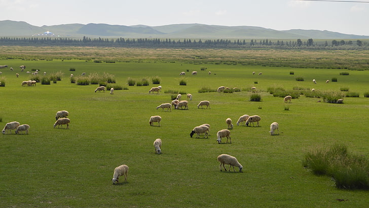 sheeps, nature, grassland, herb, mongolia, natural beauty, inner mongolia, HD wallpaper