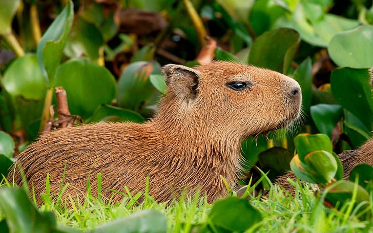 leaves, nature, rodent, Hydrochoerushydrochaeris, the capybara, HD wallpaper