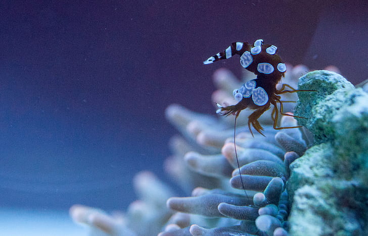 brown and blue sea creature on white coral, Sexy, Shrimp, Thor amboinensis
