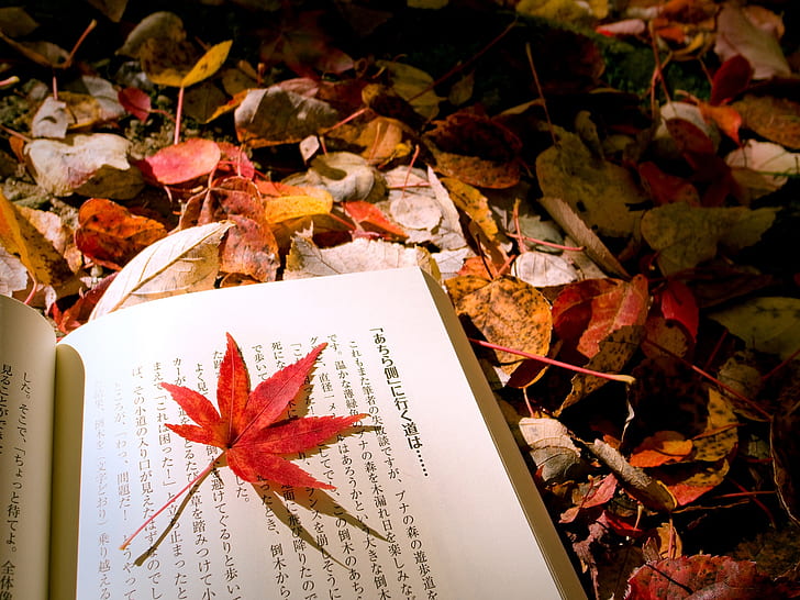 Autumn leaves Japanese book, japanese textbook, HD wallpaper