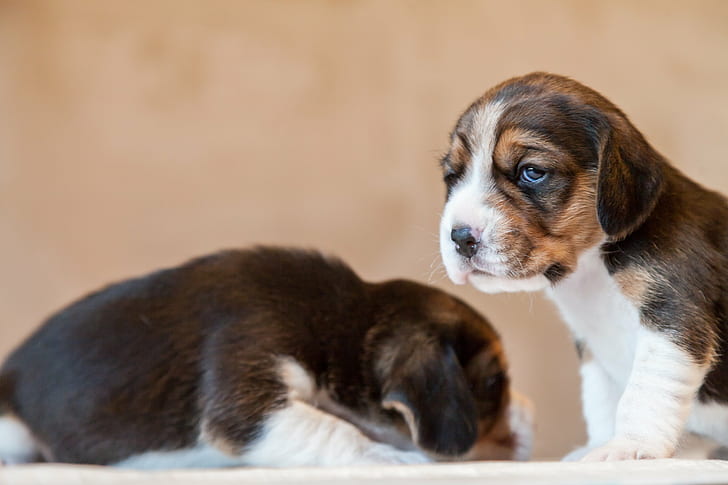 two short-coated tricolor puppies, Canon EOS 5D Mark II, beagle, HD wallpaper