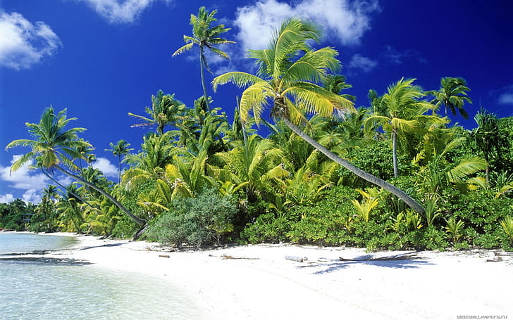 Palm beach sea, tropical beach on a sunny day, HD wallpaper
