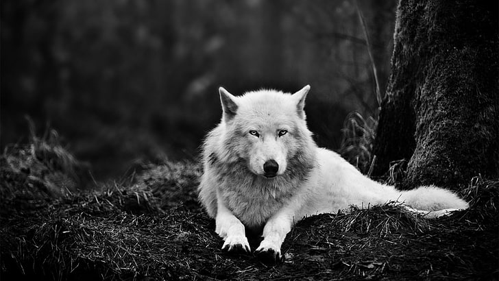 grayscale photo of wolf sitting on ground, nature, monochrome