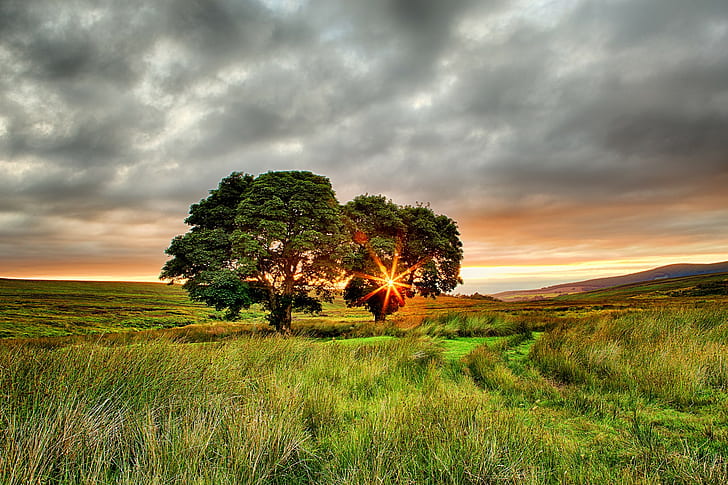 Ireland Summer, field, trees, two, sun, rays, Sunset