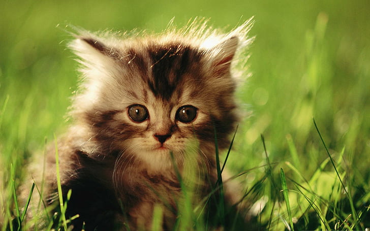 HD wallpaper: Little Kitten, cats, nature, grass, green, beautiful, cute,  animals | Wallpaper Flare