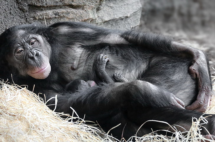 apes, baby animals, Mother, sleeping, mammals, primate, monkey