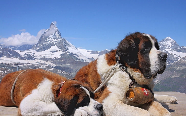 HD wallpaper: animals, dogs, mountains, Newfoundlands, Switzerland, animal  themes | Wallpaper Flare