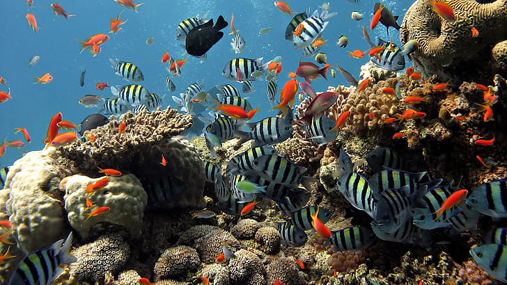 Nature, Landscape, Reef, Sea, Colorful, Blue, Water, Fish