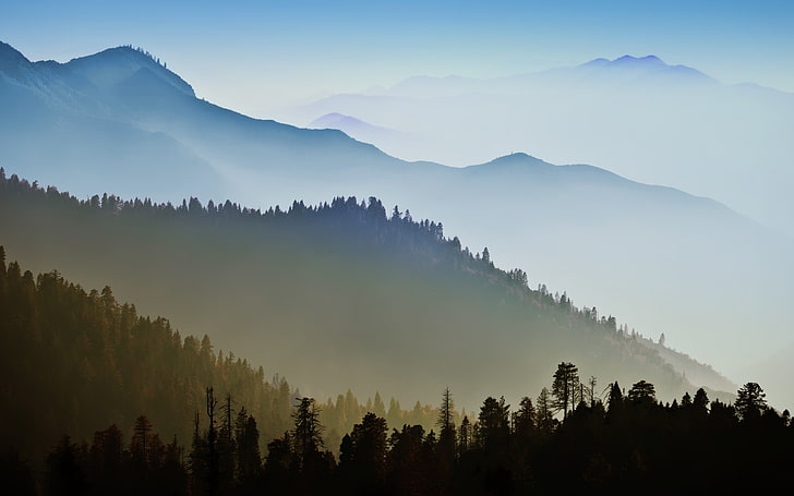 green pine trees, OS X, Mac OS X, mountains, forest, mist, beauty in nature