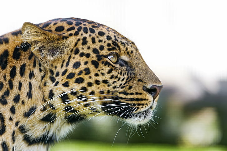 leopard on closeup photography, leopard, Profile, portrait, face, HD wallpaper