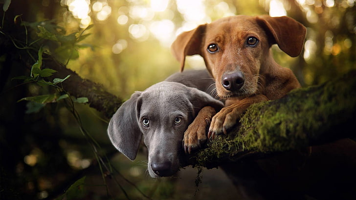 weimaraner, hunting dog, dog breed, dogs, canine, pets, domestic