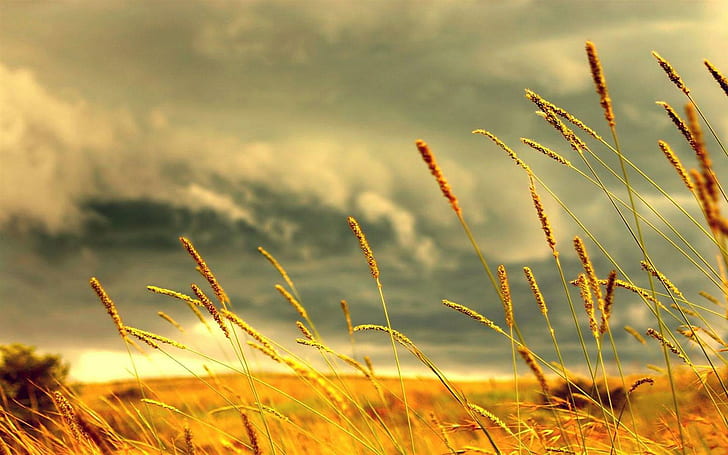 Wheat Stalks Under Stormy Skies, grass field, clouds, nature and landscapes