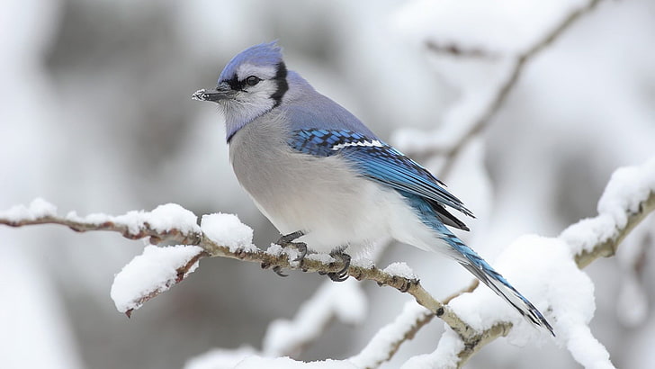 HD wallpaper: blue and gray bird, nature, birds, snow, winter, animals,  cold temperature | Wallpaper Flare