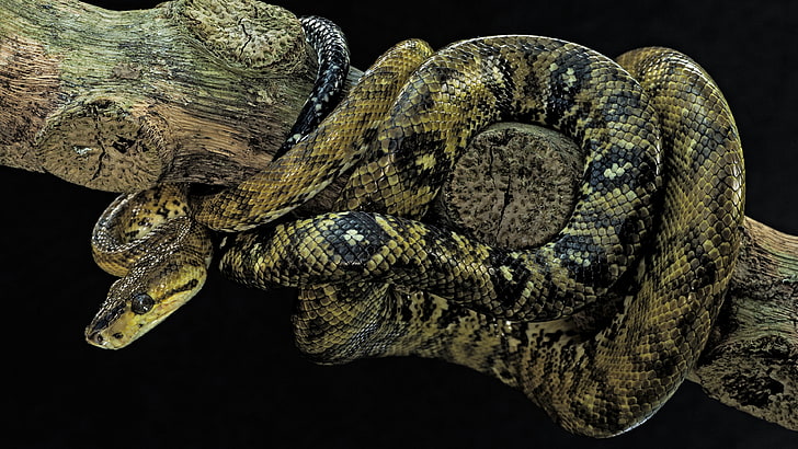 serpent, snake, reptile, terrestrial animal, corallus ruschenbergerii, HD wallpaper