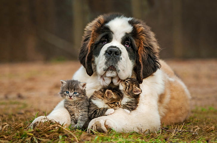 Saint Bernard, Dog, Kitten