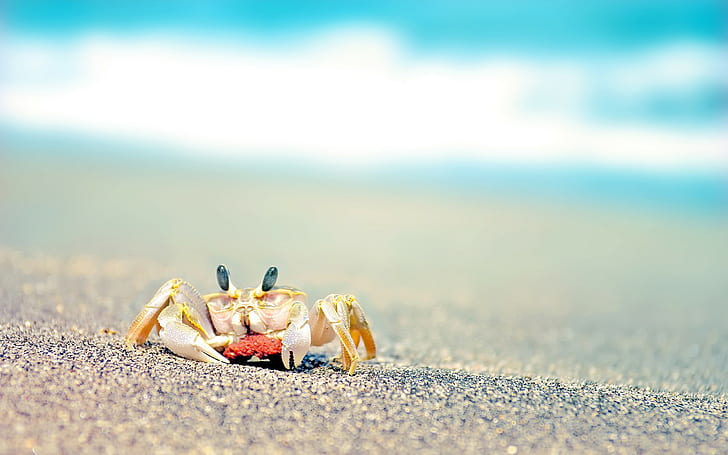 Crab Macro Blur Beach HD, yellow crab, animals