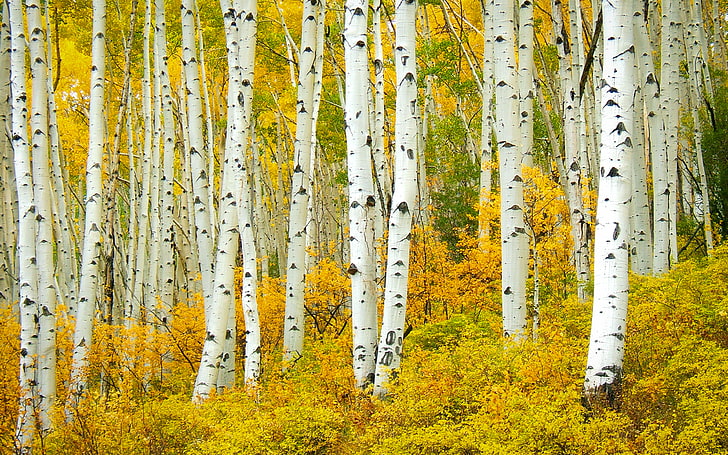 Aspen American Aspens Populus Tremuloide Shumen Tree Leaves With Golden Yellow Splendid Colorado United States Desktop Hd Wallpaper For Pc Tablet And Mobile 3840×2400, HD wallpaper