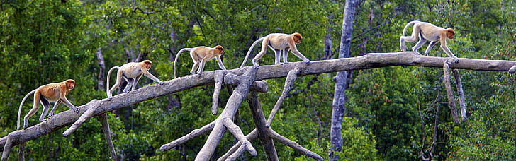 Proboscis Monkeys, Sabah, Borneo, Malaysia, HD wallpaper