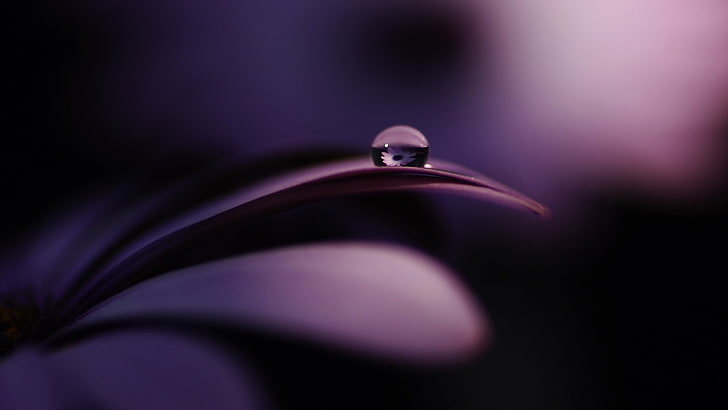 morning dew, macro, flowers, nature, purple flowers, water drops, HD wallpaper