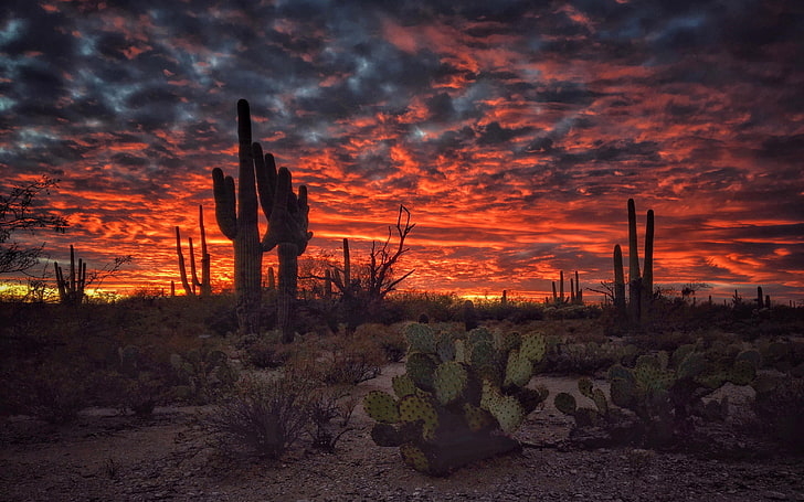 HD wallpaper: Tucson Arizona Sunset Flaming Sky Desert Landscape With ...
