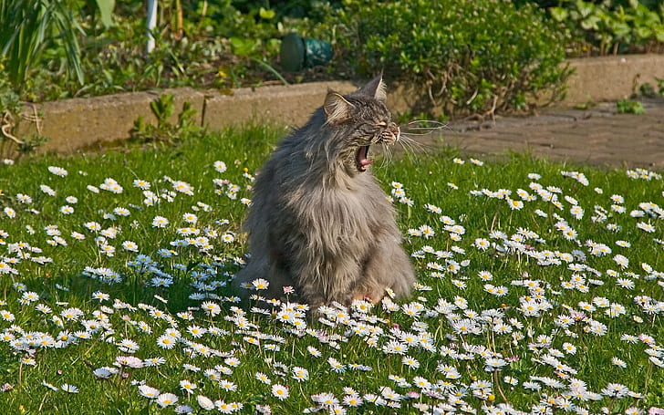 cat, meow, grass, fluffy