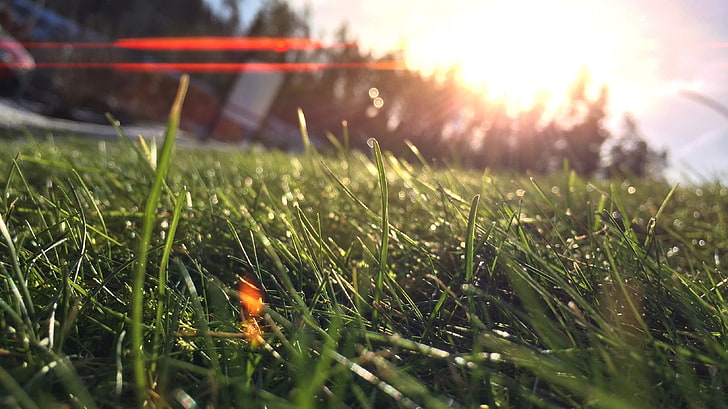 grass, nature, macro, lens flare, sunlight, plant, selective focus, HD wallpaper