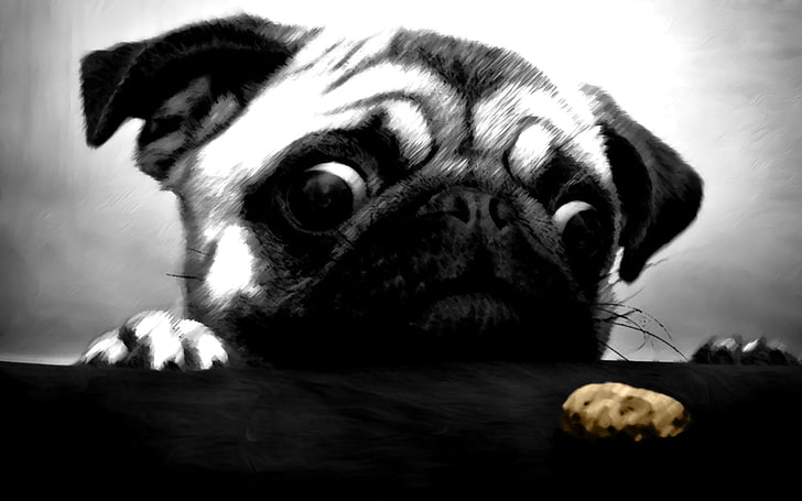 fawn Chinese pug, pug , cookies, animals, dog, digital art, one animal