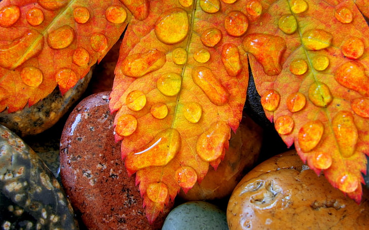 brown leaf, macro, nature, leaves, stones, water drops, backgrounds, HD wallpaper