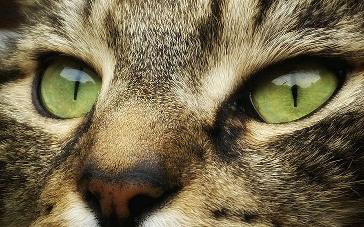 green eyes, animals, cat, face, cats, look, muzzle, striped, HD wallpaper