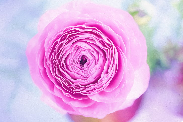 Pink, Persian buttercup, 4K, HD wallpaper