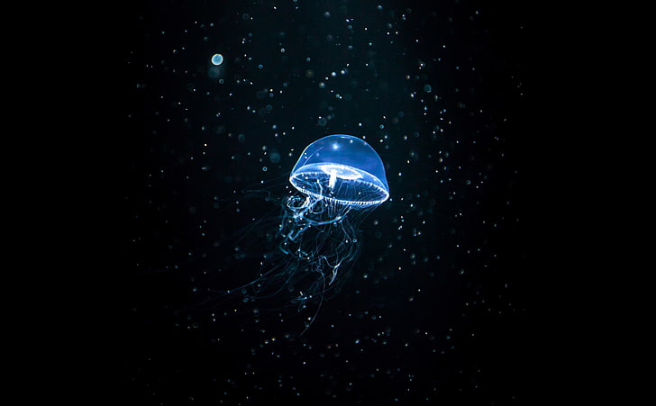 Jellyfish Dark, blue jellyfish, Animals, Sea, Black, Underwater, HD wallpaper