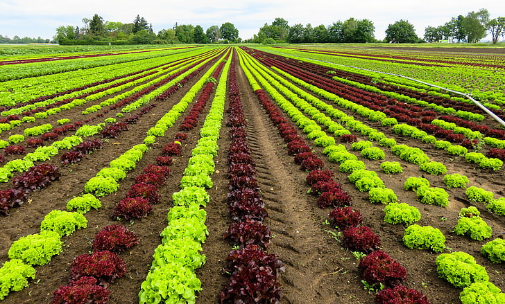 green leafed plants, field, lettuce, cultivation, vegetables