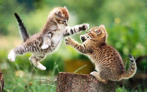 HD wallpaper: cats animals fight kittens 1920x1200 Animals Cats HD Art |  Wallpaper Flare