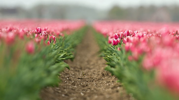 red flowers, low angle selective focus photography of pathway in between bed of pink tulips